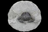 D Fossil Crab (Pulalius) Washington - Washington State #92919-1